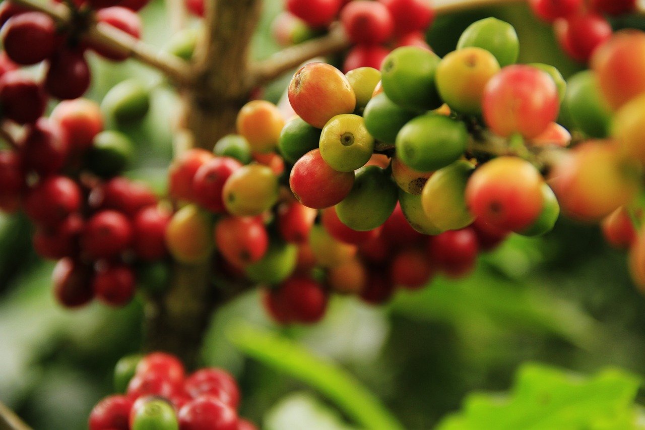 Grains de café vert